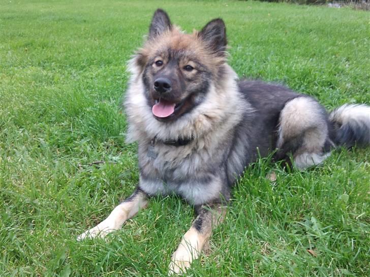 Eurasier Cheyenne vom Morgenstern billede 8