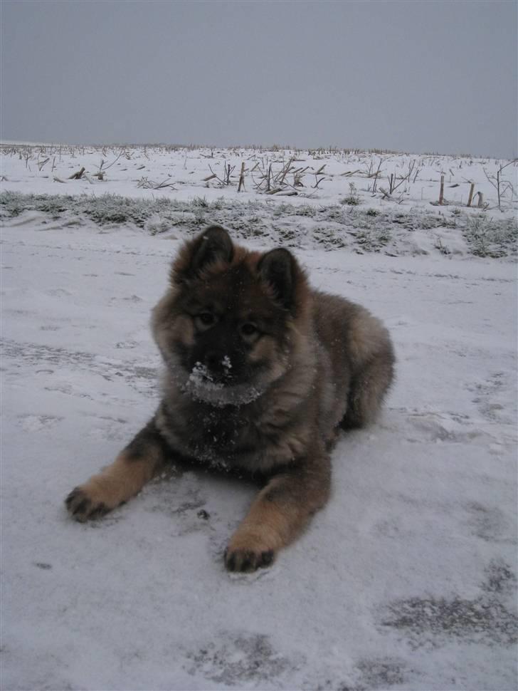 Eurasier Cheyenne vom Morgenstern billede 9