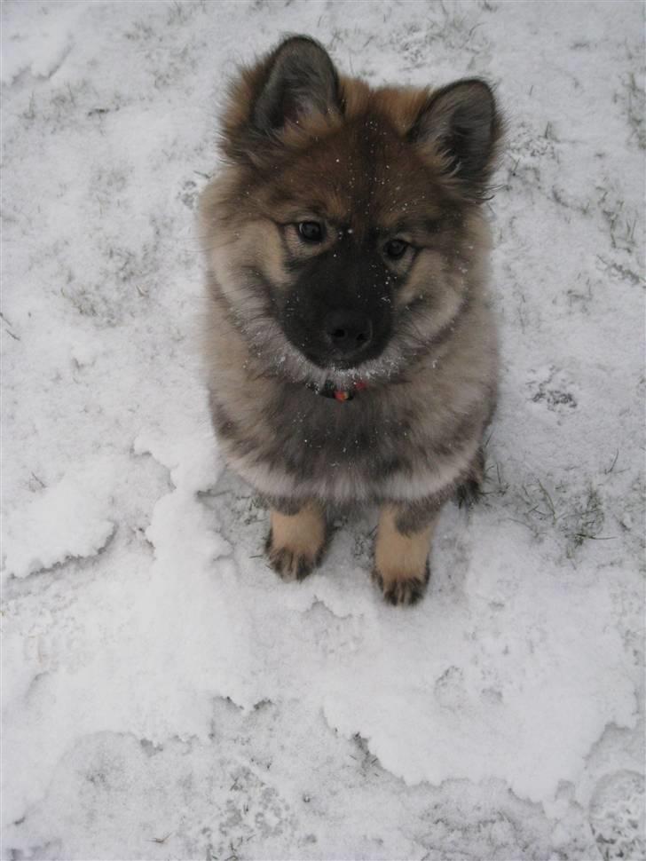 Eurasier Cheyenne vom Morgenstern billede 10