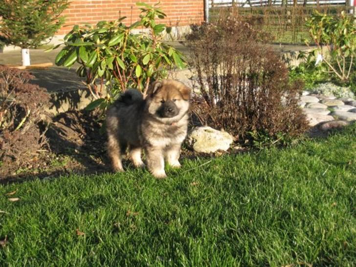 Eurasier Cheyenne vom Morgenstern billede 11