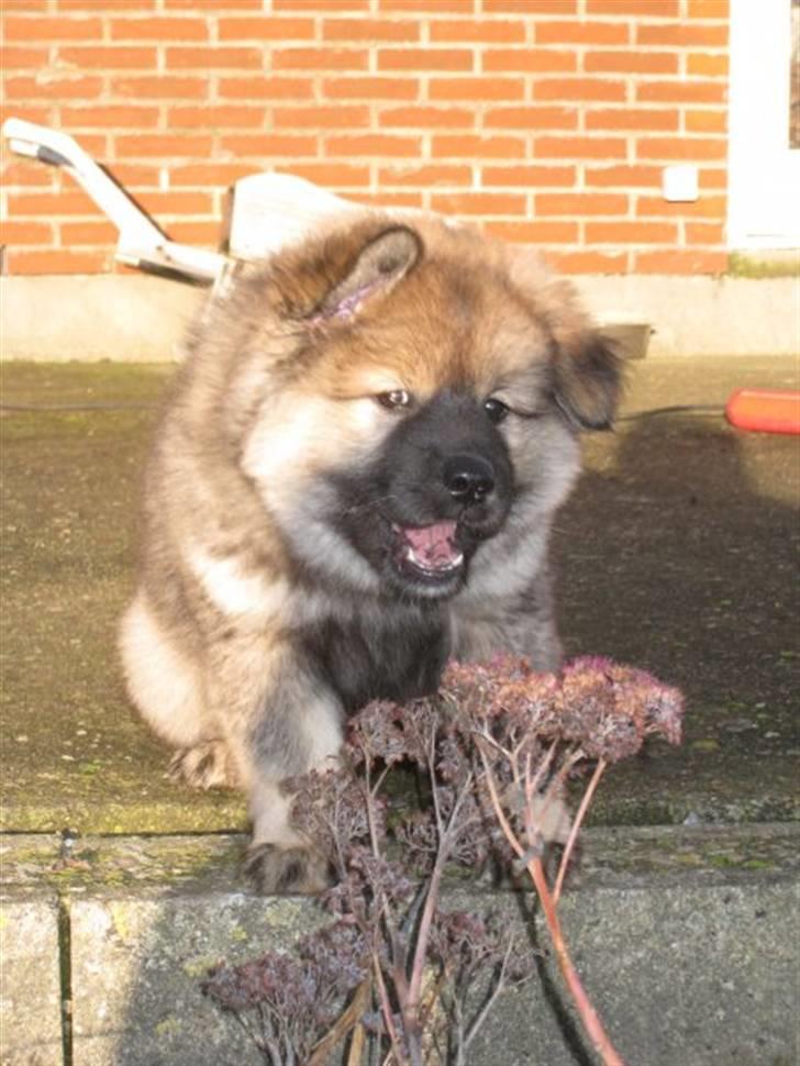 Eurasier Cheyenne vom Morgenstern billede 12
