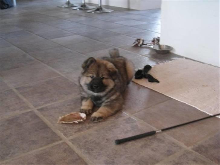 Eurasier Cheyenne vom Morgenstern billede 13