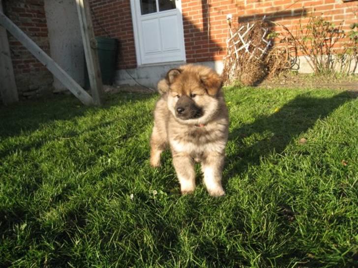 Eurasier Cheyenne vom Morgenstern billede 14