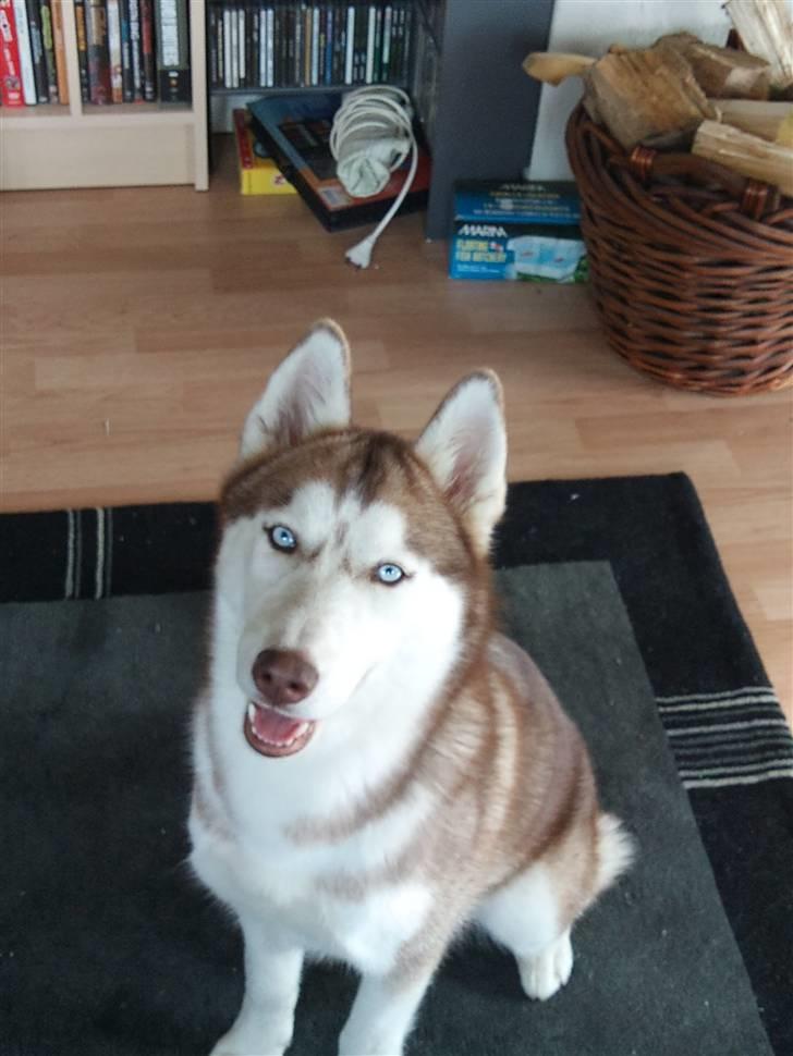 Siberian husky Micha billede 1