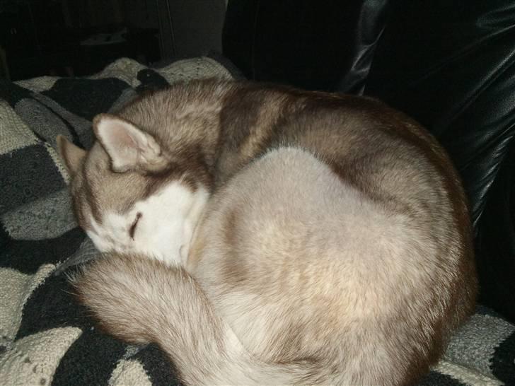 Siberian husky Micha billede 2