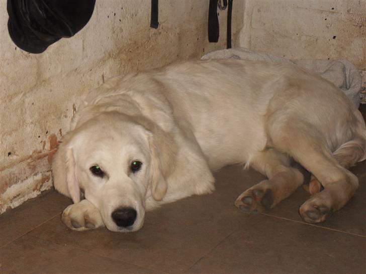 Golden retriever Golden Oggy Jello - Velkommen til Jello´s profil billede 1