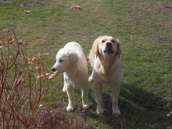 Golden retriever Golden Oggy Jello - Jello (hvid) & Jazmin (Rød) - hygge i haven billede 2