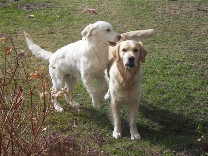 Golden retriever Golden Oggy Jello - Det er altid sjovt at drille sin storesøster Jazmin billede 3