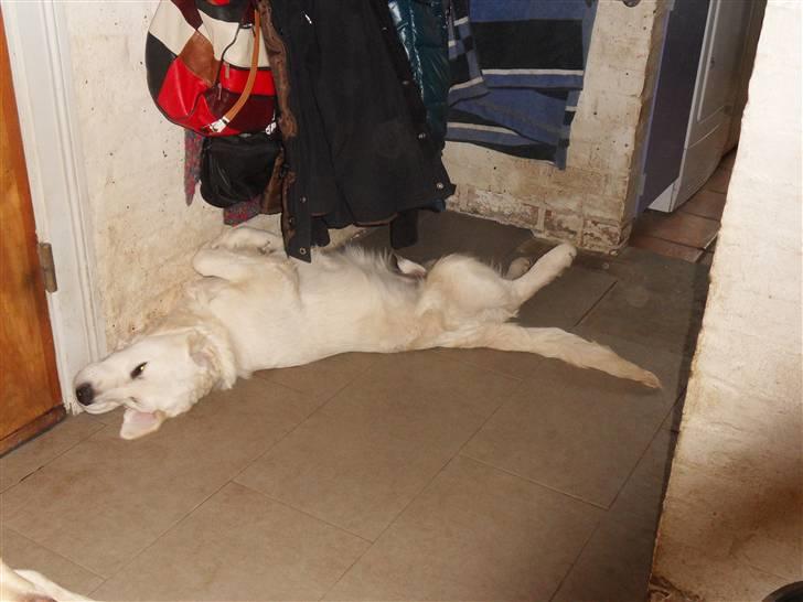 Golden retriever Golden Oggy Jello - lidt træt er men nu altså billede 4