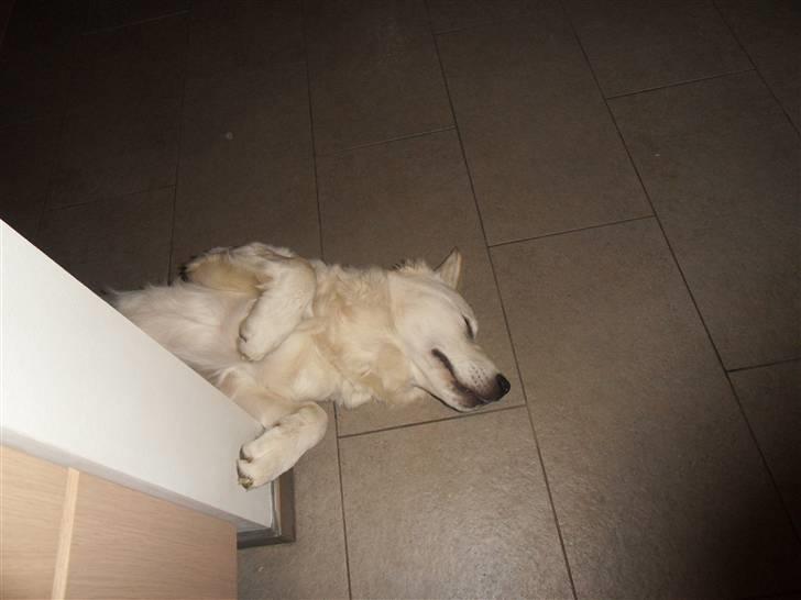 Golden retriever Golden Oggy Jello - arg ligger altså meget godt lige nu :D billede 5