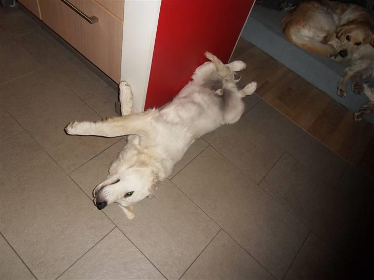 Golden retriever Golden Oggy Jello - total RÅ hygge billede 6