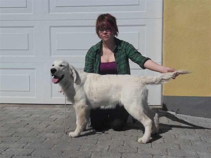 Golden retriever Golden Oggy Jello - lidt træning, da han var lille, man kan altså godt stå pænt billede 7