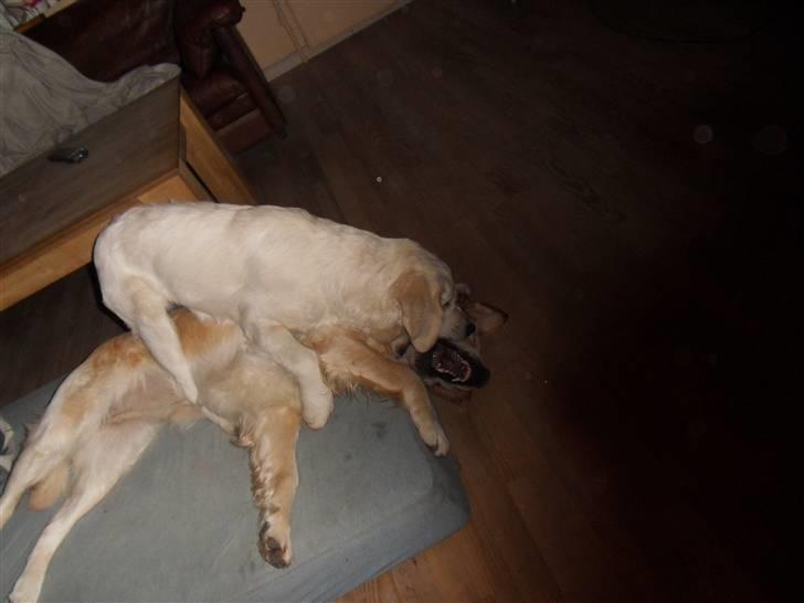 Golden retriever Golden Oggy Jello - slås med storesøster Jazmin billede 8