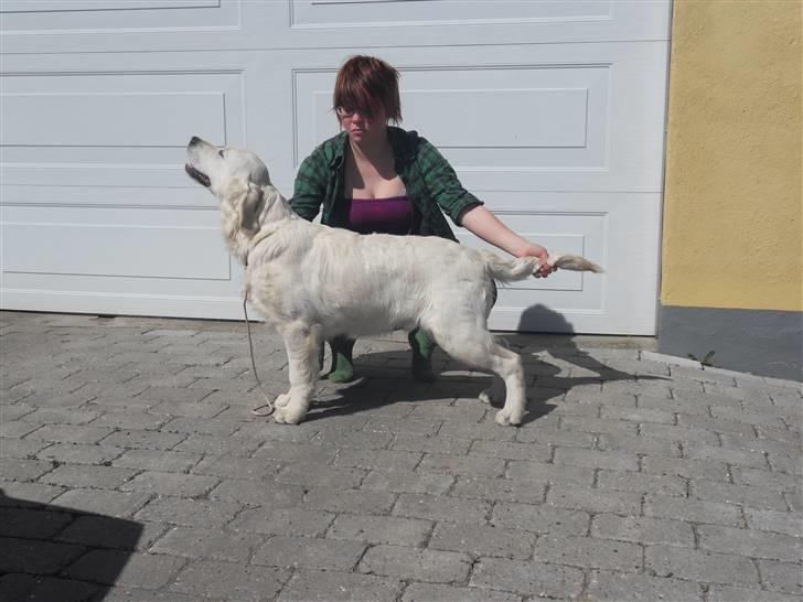 Golden retriever Golden Oggy Jello - drille lige Louise lidt (: billede 9
