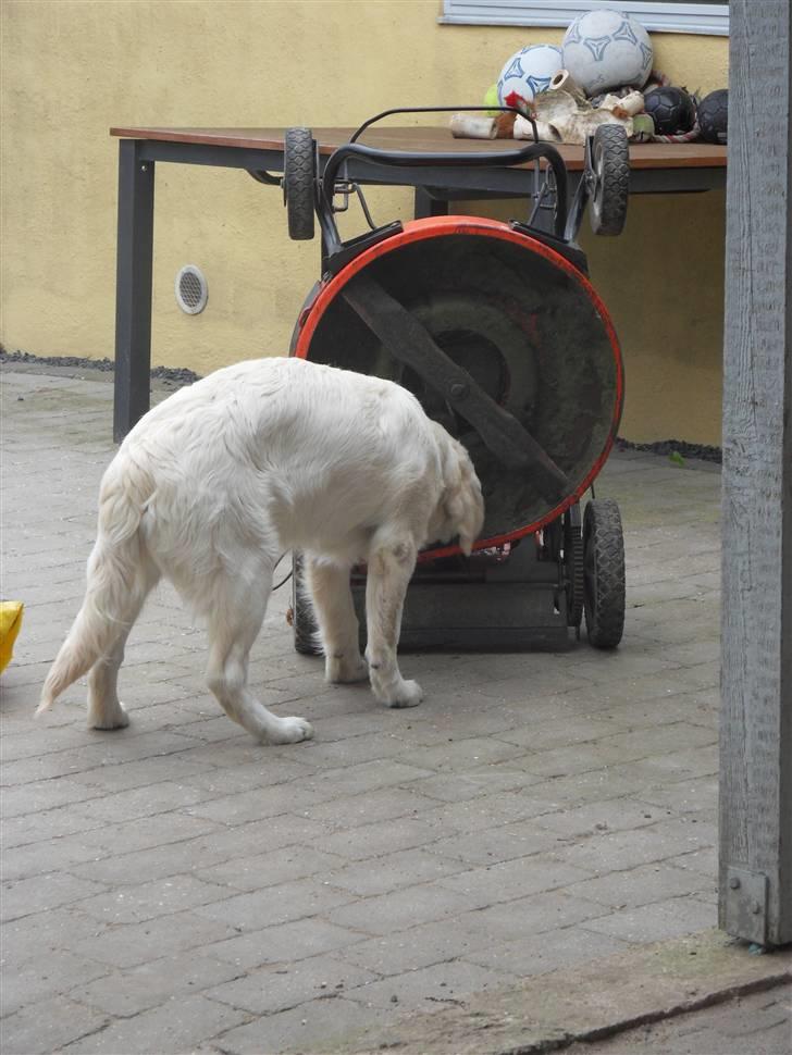 Golden retriever Golden Oggy Jello - Jeg elsker at hjælpe far med at orden haven billede 10
