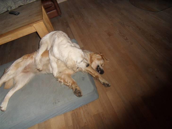 Golden retriever Golden Oggy Jello - De havde det mega sjovt (: billede 11