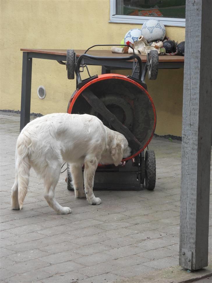 Golden retriever Golden Oggy Jello - Hjælper far med haven billede 12