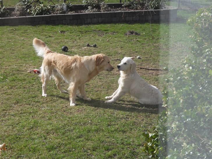 Golden retriever Golden Oggy Jello - Javel storesøster, leg i haven Jazmin og Jello  billede 13