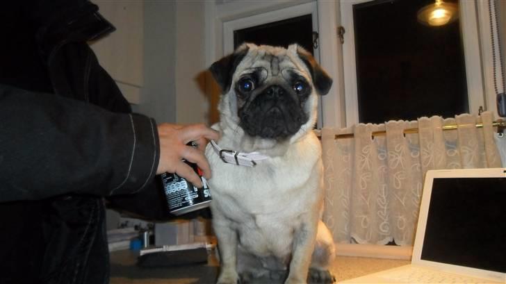 Mops Amandafisen billede 1