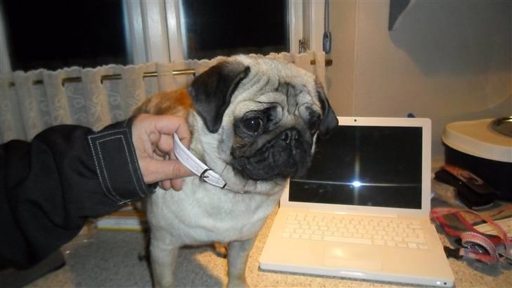 Mops Amandafisen billede 2