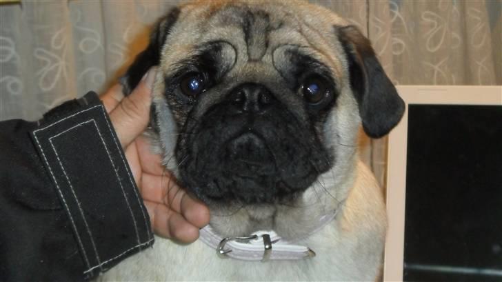 Mops Amandafisen billede 3