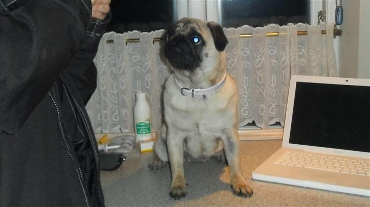 Mops Amandafisen billede 4