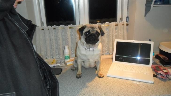 Mops Amandafisen billede 5