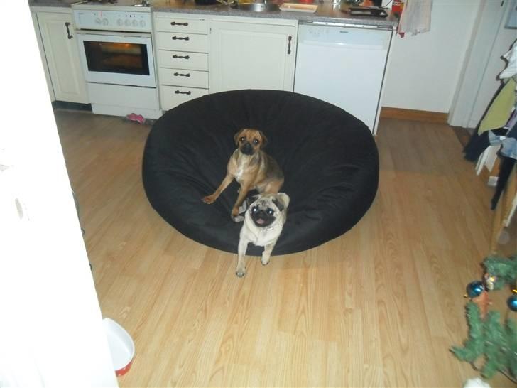 Mops Amandafisen billede 6