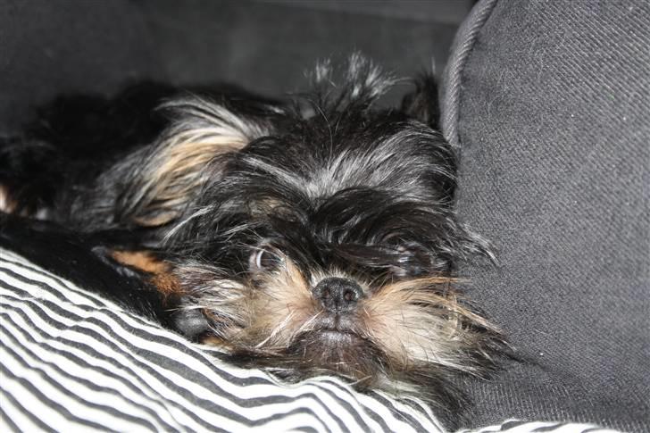 Griffon bruxellois Lauris billede 1