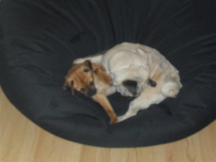 Mops Amandafisen billede 7