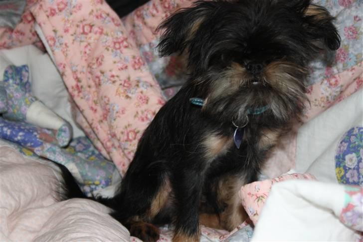 Griffon bruxellois Lauris billede 2