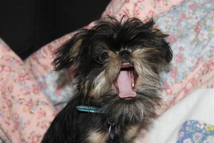 Griffon bruxellois Lauris billede 3