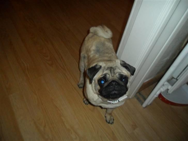 Mops Amandafisen billede 9