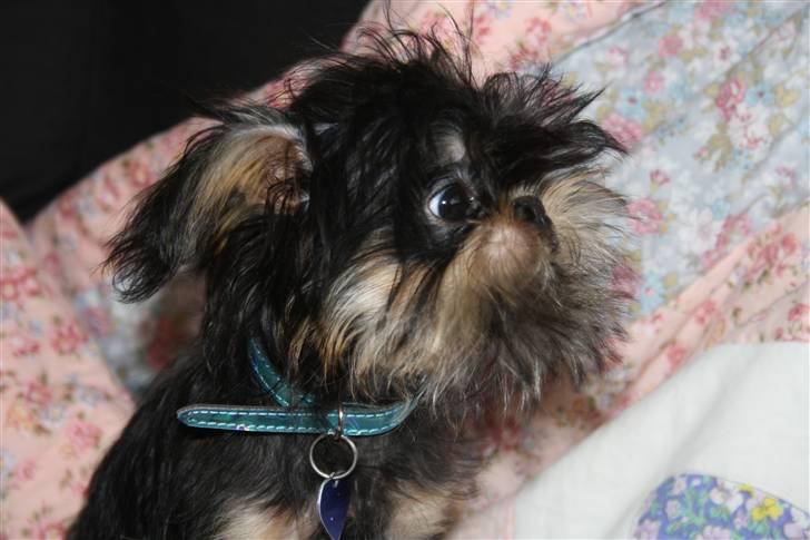 Griffon bruxellois Lauris billede 4