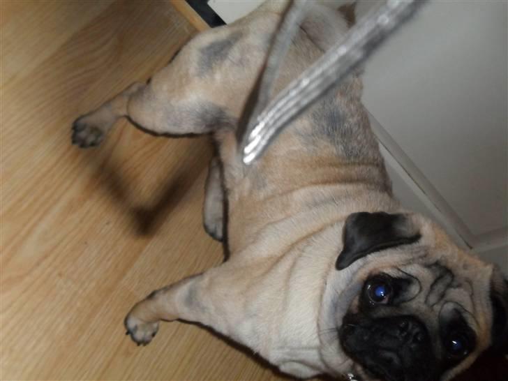 Mops Amandafisen billede 10