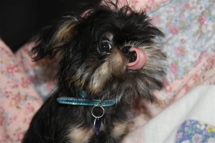 Griffon bruxellois Lauris billede 5