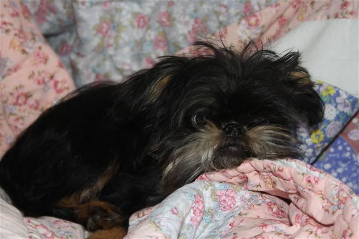 Griffon bruxellois Lauris billede 6