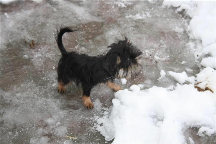 Griffon bruxellois Lauris billede 7