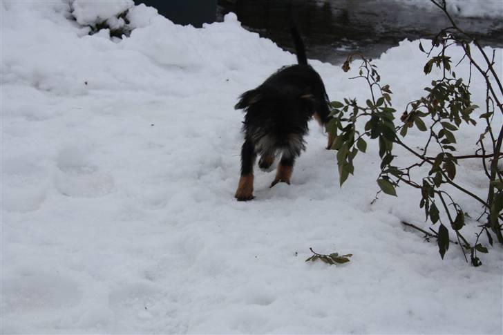 Griffon bruxellois Lauris billede 8