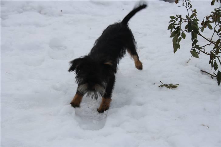 Griffon bruxellois Lauris billede 9