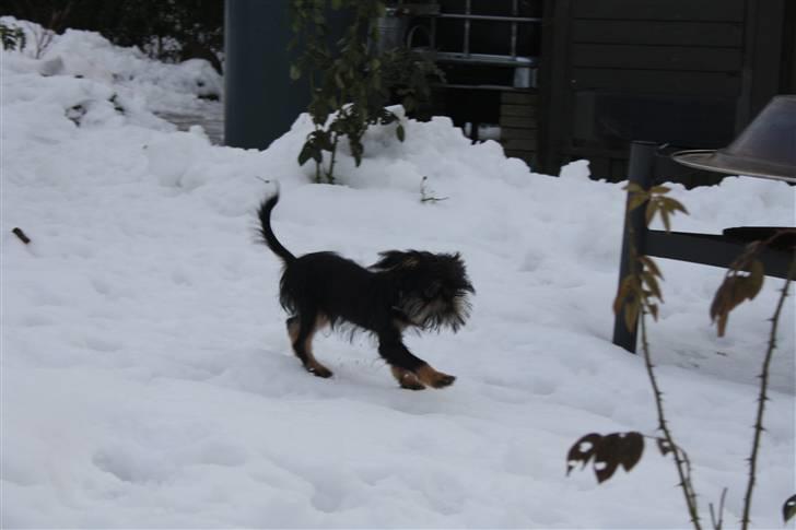 Griffon bruxellois Lauris billede 10