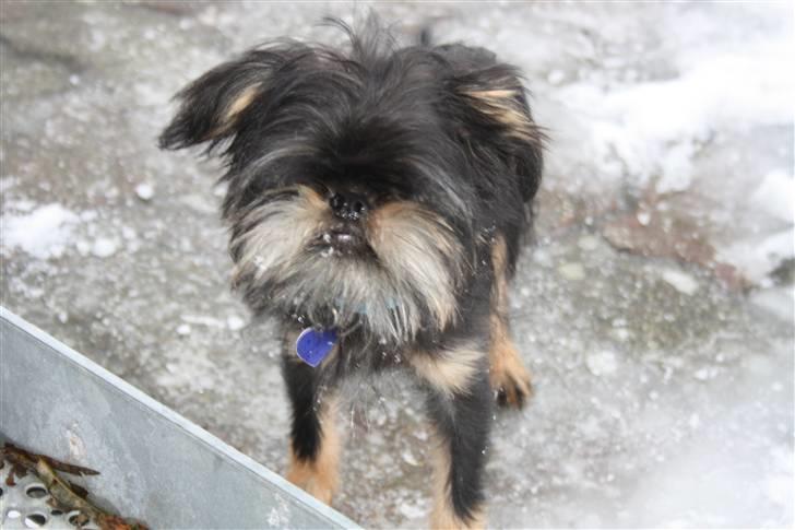 Griffon bruxellois Lauris billede 11