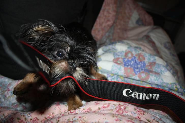 Griffon bruxellois Lauris billede 12