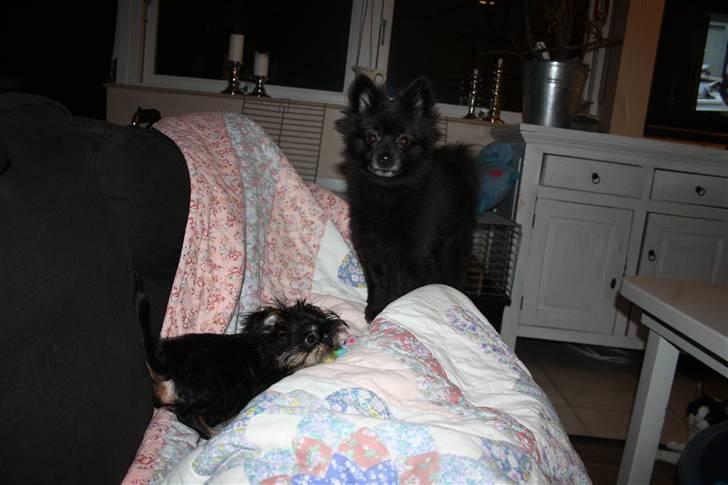 Griffon bruxellois Lauris billede 13