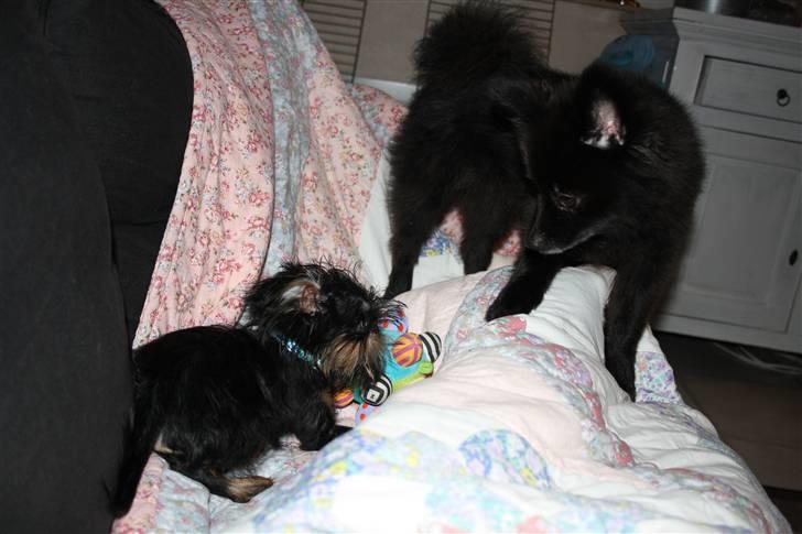 Griffon bruxellois Lauris billede 14