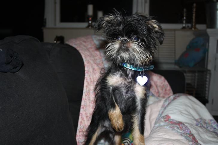 Griffon bruxellois Lauris billede 15