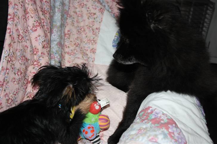 Griffon bruxellois Lauris billede 16