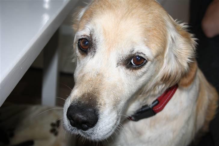 Golden retriever Sara billede 1