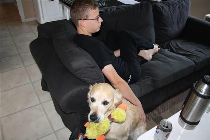 Golden retriever Sara billede 2