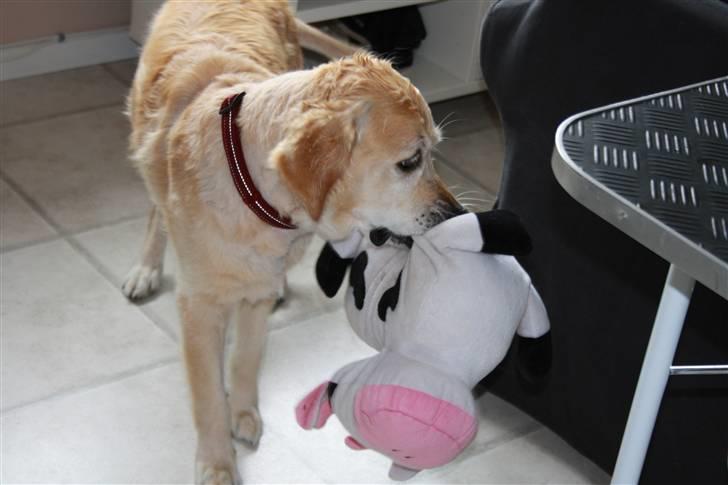 Golden retriever Sara billede 3